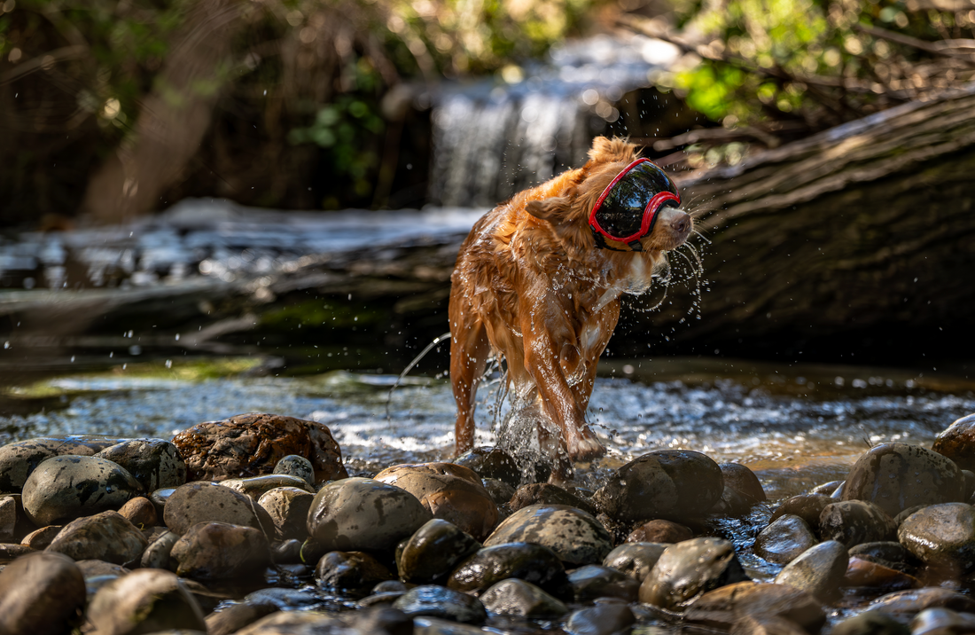 Essential Summer Safety Tips for Dog Owners